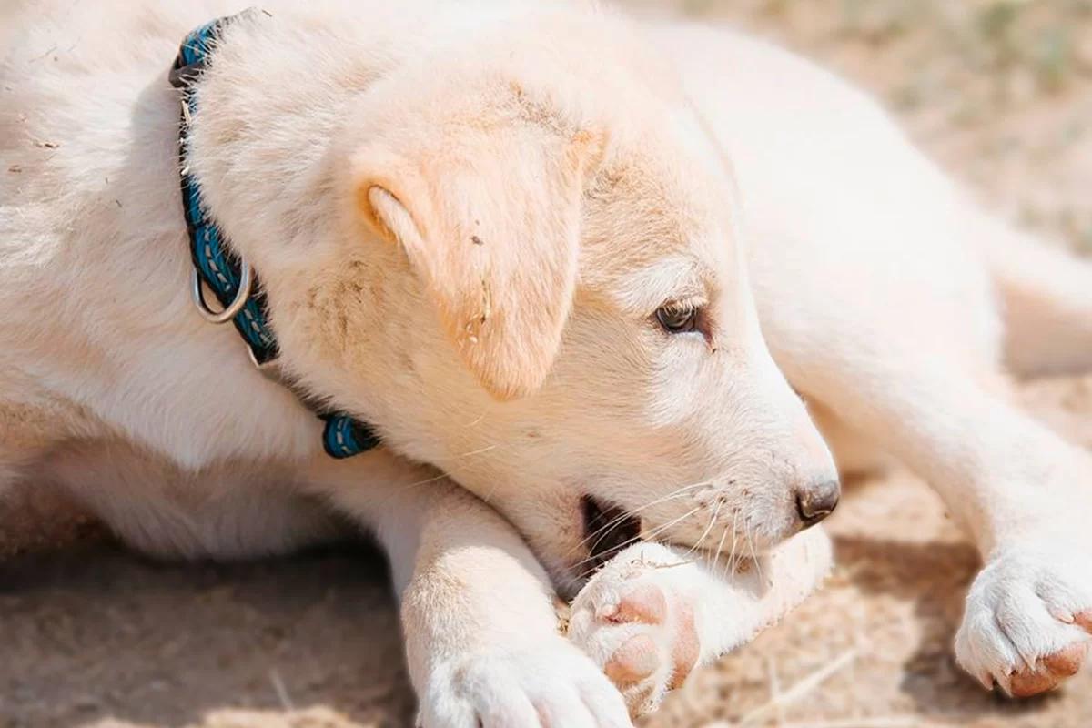 Por Qu Algunos Perros Se Muerden Las Patas Y Qu Significa Diario De