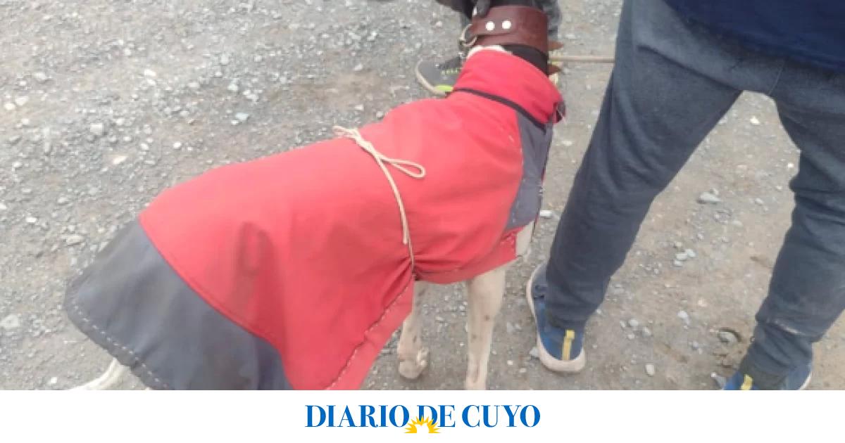 Desactivaron Una Carrera De Galgos Hubo Secuestro De Dinero Y Varias