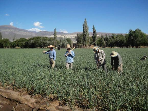 Comenzó la cosecha con un 10% de merma en superficie y rinde