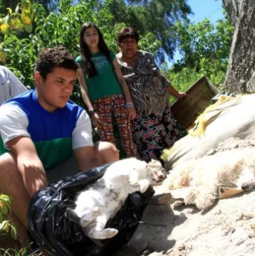 Alarma de vecinos por  matanza de animales