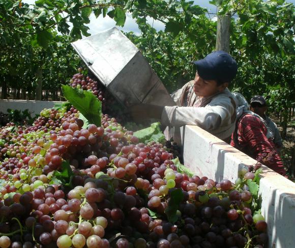 Histórica postergación de la salida de vinos nuevos