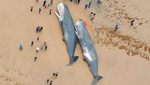 Horror por el hallazgo de cuatro ballenas muertas