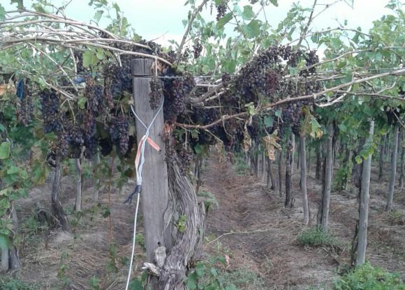 El mal clima hasta ahora afectó 70% más al agro