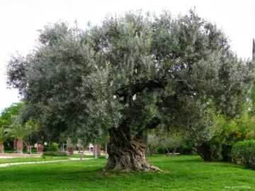 El olivo como árbol ornamental