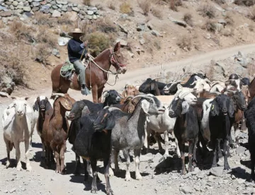 Después de 7 años no habrá temporada de veranadas en los valles cordilleranos