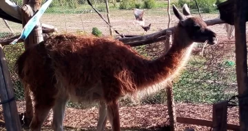 Incautaron animales protegidos y armas a un presunto cazador furtivo