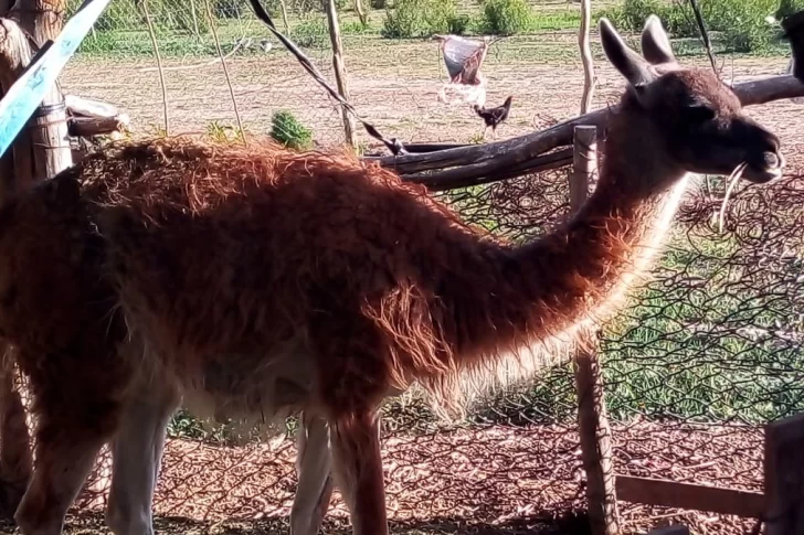 Incautaron animales protegidos y armas a un presunto cazador furtivo