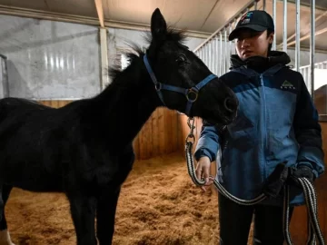 China clonó el primer caballo para carreras profesionales