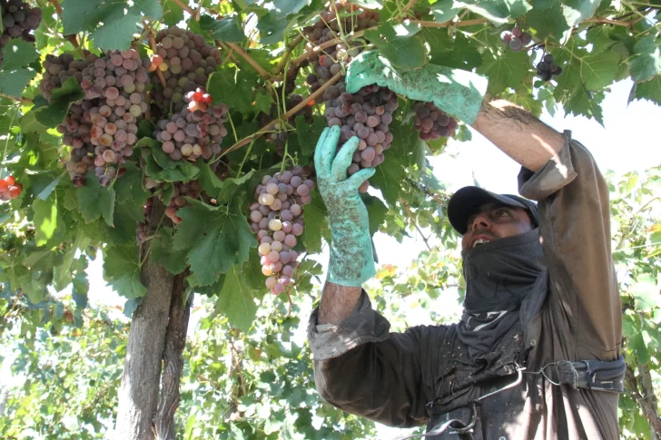 Viñateros piden que las cuotas por la venta de uvas se ajusten por la inflación