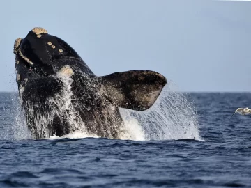 La ballena franca que suma más de 50 años regresando a Chubut