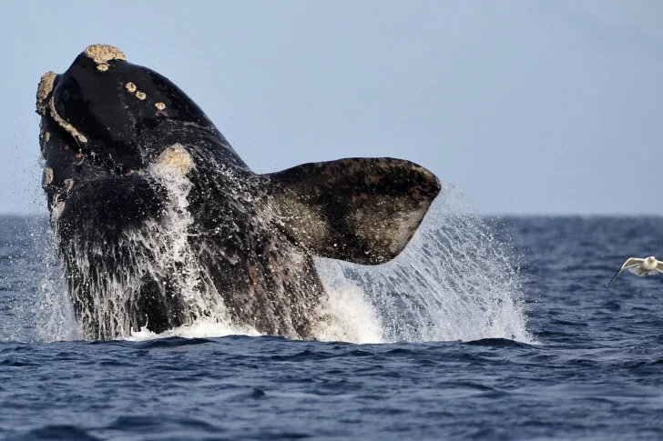 La ballena franca que suma más de 50 años regresando a Chubut