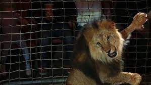 Un león atacó a su domador en un circo durante pleno show en vivo