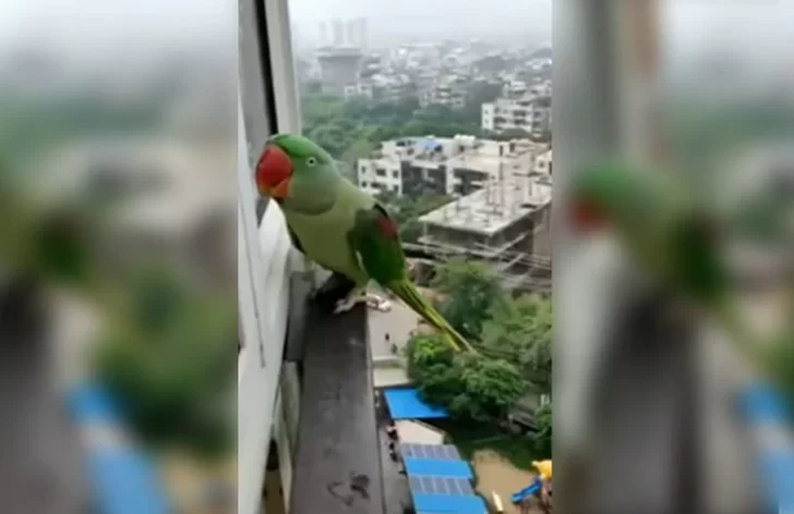 Un loro se escapó de su casa y cuando volvió, pidió que lo dejen entrar