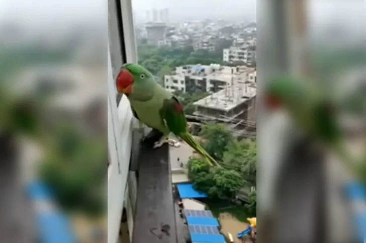 Un loro se escapó de su casa y cuando volvió, pidió que lo dejen entrar