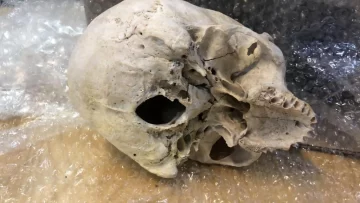 Hallaron una calavera en una encomienda postal