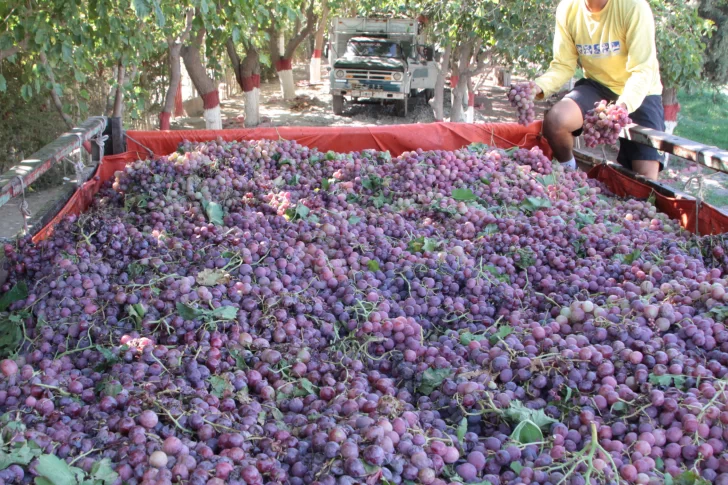 Los precios del kilo de uva, más cerca de lo que piden los viñateros