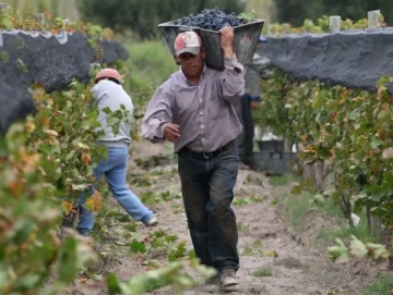 Por el mosto, San Juan y Mendoza van por cero porcentaje o cifra baja