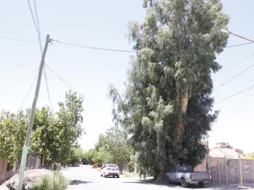 Temor vecinal por árbol de 40 metros de altura y que está en riesgo de caer