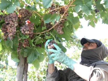 Trabajadores vitivinícolas autoconvocados marcharon por mejores salarios y cuestionaron al gremio