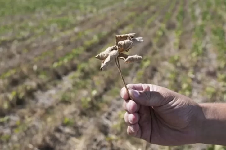 Por la sequía, habrá 45% menos de soja de lo que estaba previsto