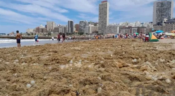 Una inesperada invasión en la playa Bristol: algas y “huevos transparentes”