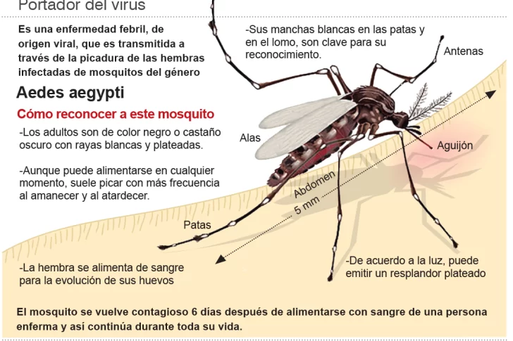 Refuerzan los consejos para prevenir el dengue en vacaciones