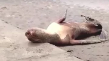 La gripe aviar mató más de 700 lobos marinos en Perú