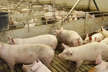 Decomisaron 90 kilos de carne de cerdo en Tandil ante un caso de triquinosis