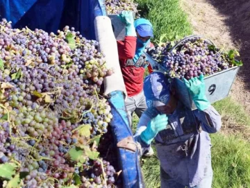 En el Gobierno local descartan salir a comprar uva para elaborar mosto