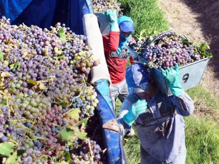 En el Gobierno local descartan salir a comprar uva para elaborar mosto