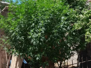 Buscan un teléfono, hallan marihuana