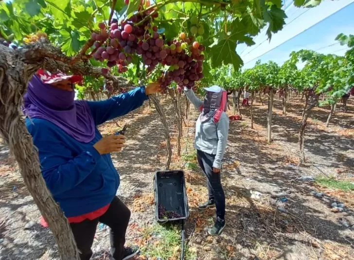 A pesar de la escasez en los parrales, el precio de la uva no subió lo esperado