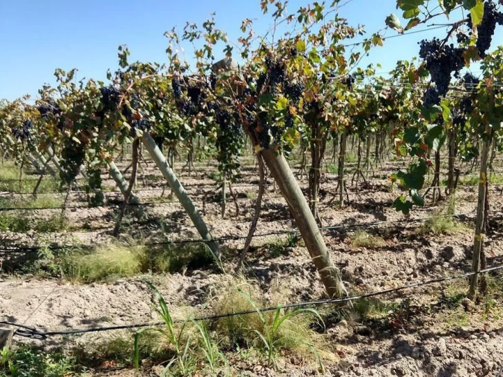 Apuntan a llegar a 40.000 ha en San Juan con el riego tecnificado