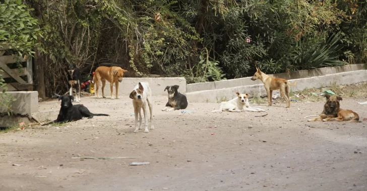 El drama de los 30 perros en mal estado llegó a la Justicia e intervendrá