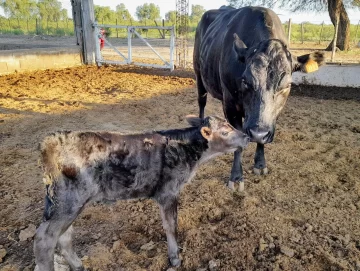 Inédito: por inseminación artificial, nacieron 3 terneros en una escuela de Valle Fértil