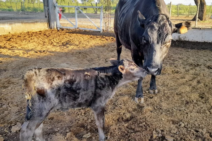 Inédito: por inseminación artificial, nacieron 3 terneros en una escuela de Valle Fértil