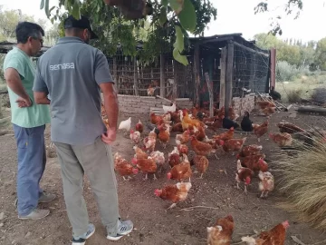 Crecen los casos de gripe aviar y advierten que llegó para quedarse