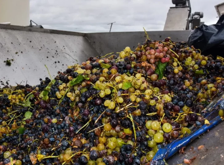 El mosto argentino ya puede ingresar a Estados Unidos