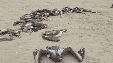 Más de 600 pelícanos murieron en el parque nacional Gorgona por gripe aviar