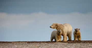 Un nuevo informe advirtió que la temperatura aumentará 1,5 grados hacia 2035