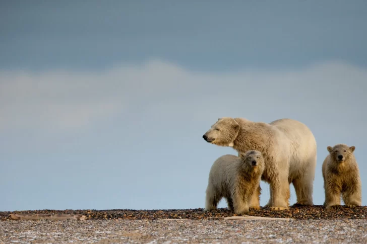 Un nuevo informe advirtió que la temperatura aumentará 1,5 grados hacia 2035