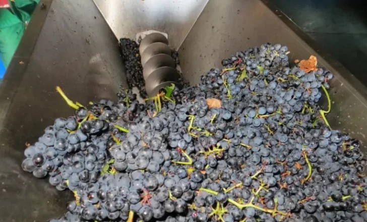 Tras dos temporadas, San Juan y Mendoza acordaron mandar el 12% de las uvas a mosto