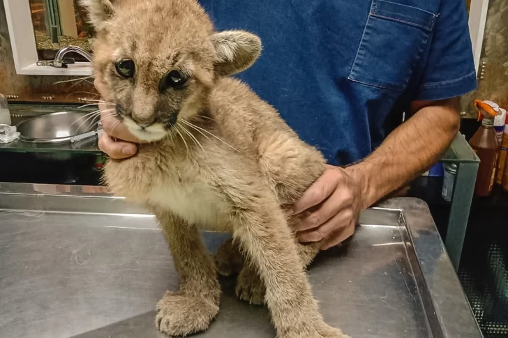 Rescataron una pequeña puma en Pedernal: estaba en una pileta vacía