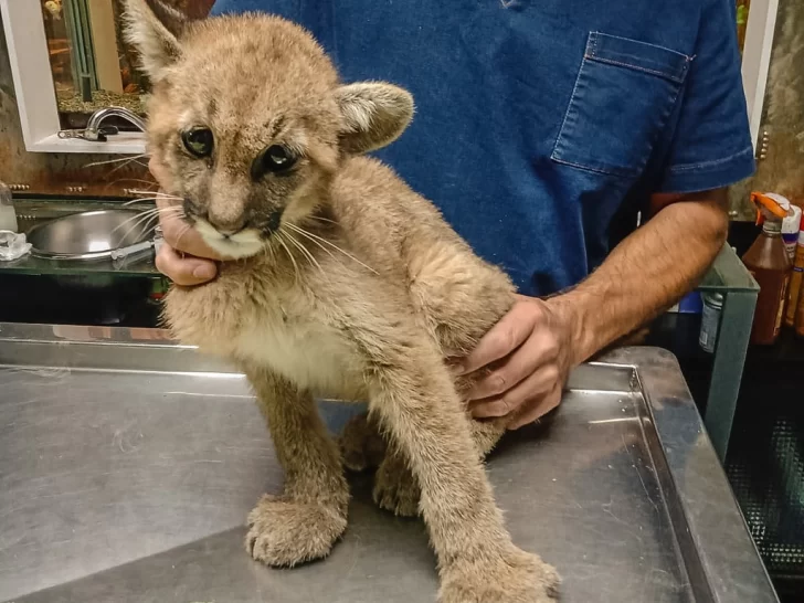 Rescataron una pequeña puma en Pedernal: estaba en una pileta vacía