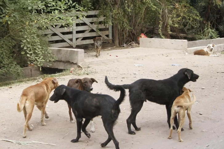 Cara y ceca con los perros en mal estado