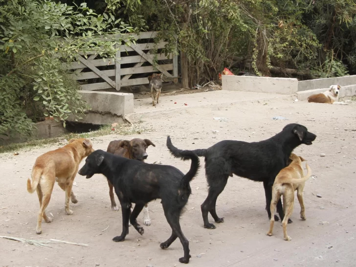 Cara y ceca con los perros en mal estado