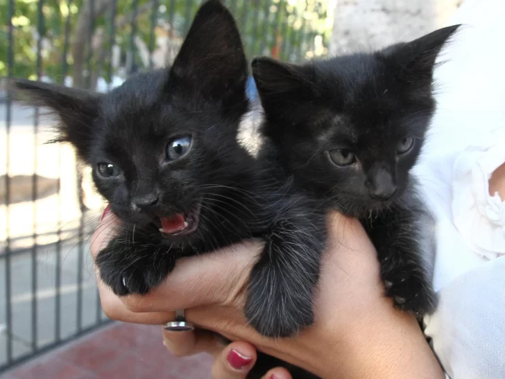 Evitan dar gatos en adopción para Semana Santa porque dicen que son utilizados para “brujerías”