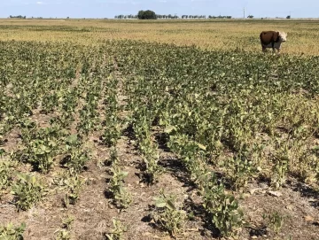 Ayuda por la sequía y mejorar la siembra, objetivos del “dólar agro”