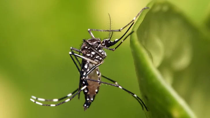 Dengue: confirman la muerte de una nena de 6 años en Tucumán