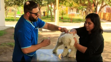 Vacunación de mascotas en Angaco